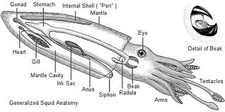 Squid Dissection Lab Companion